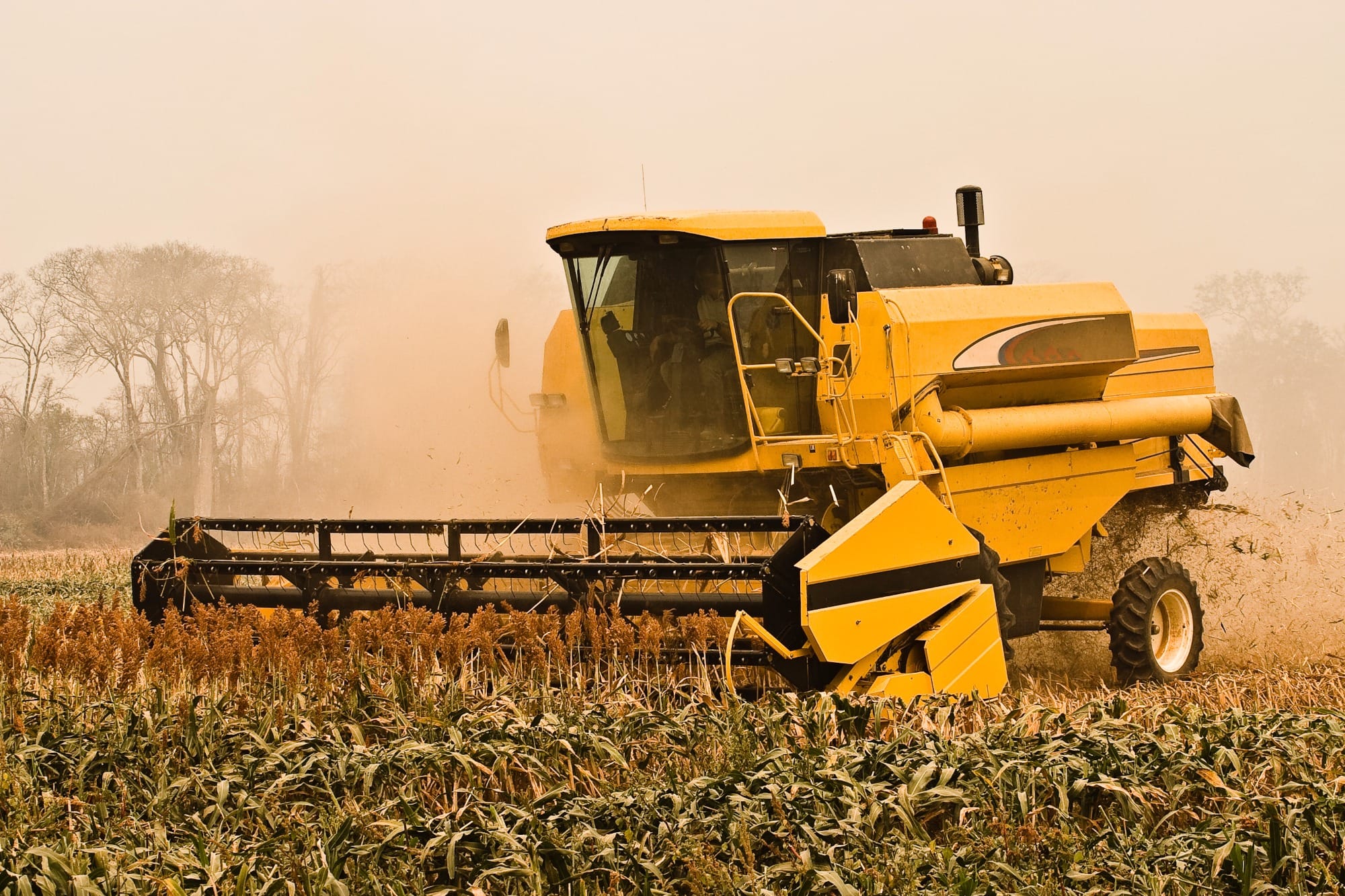 Soja e milho, âncoras da agricultura brasileira