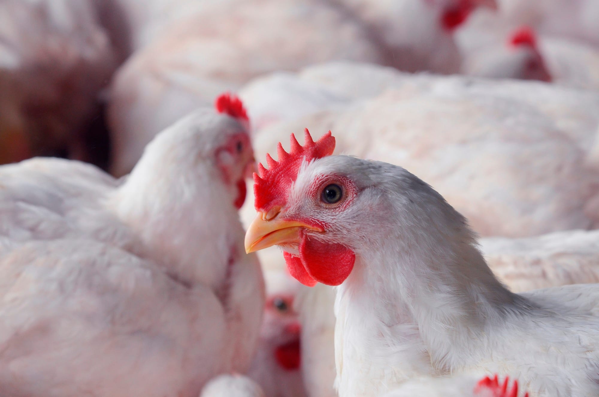 Querétaro se coloca como el cuarto productor de pollo de México