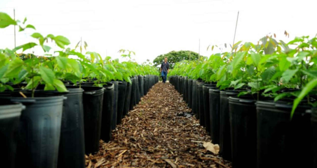 Comissão discute regulamentação do mercado de créditos de carbono