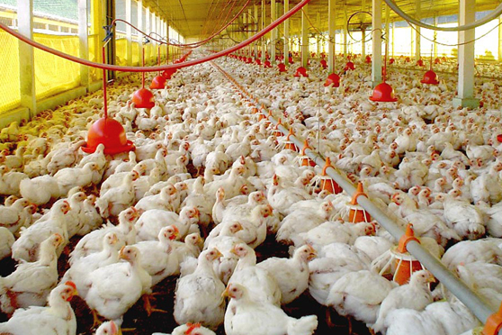 Aurora inicia quarta-feira (19) o abate nas unidades avícolas de Tapejara