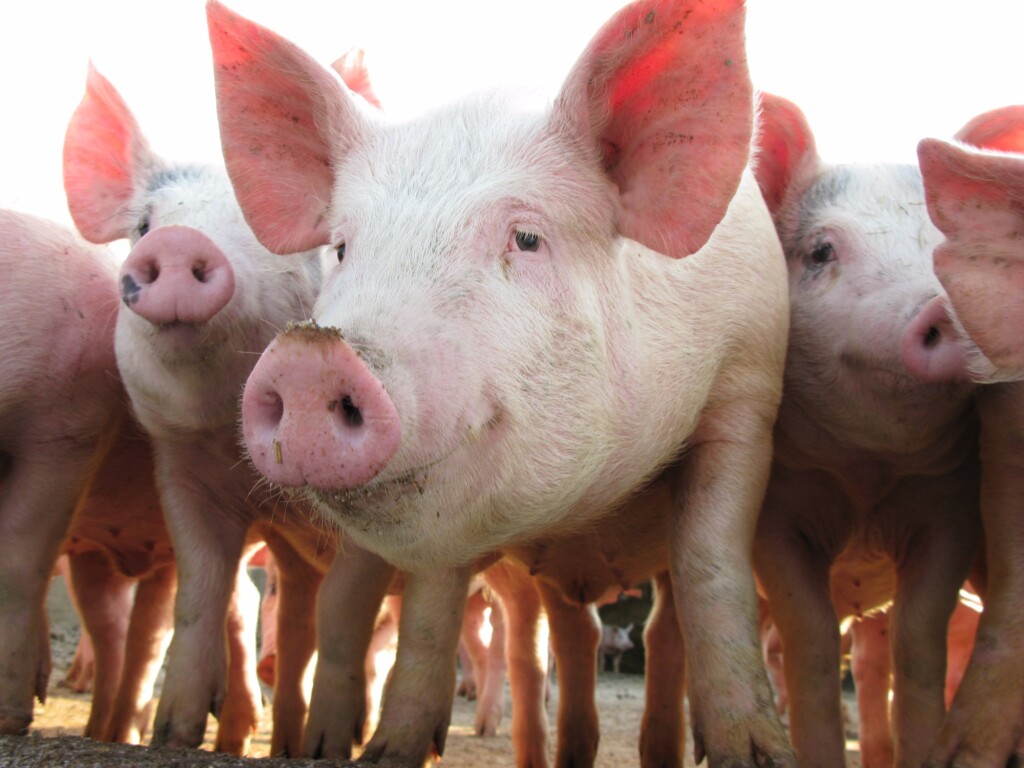 Nutrição e Nutrologia Animal – por Alexandre Brito