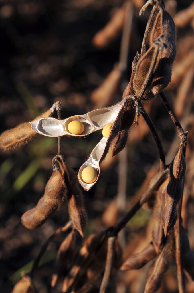 Santa Catarina adota vazio sanitário e data limite de semeadura