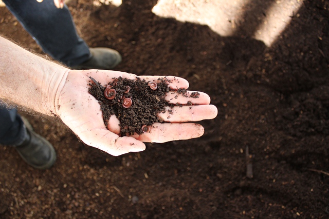 Conheça a gongocompostagem, opção vantajosa para produção de adubo orgânico