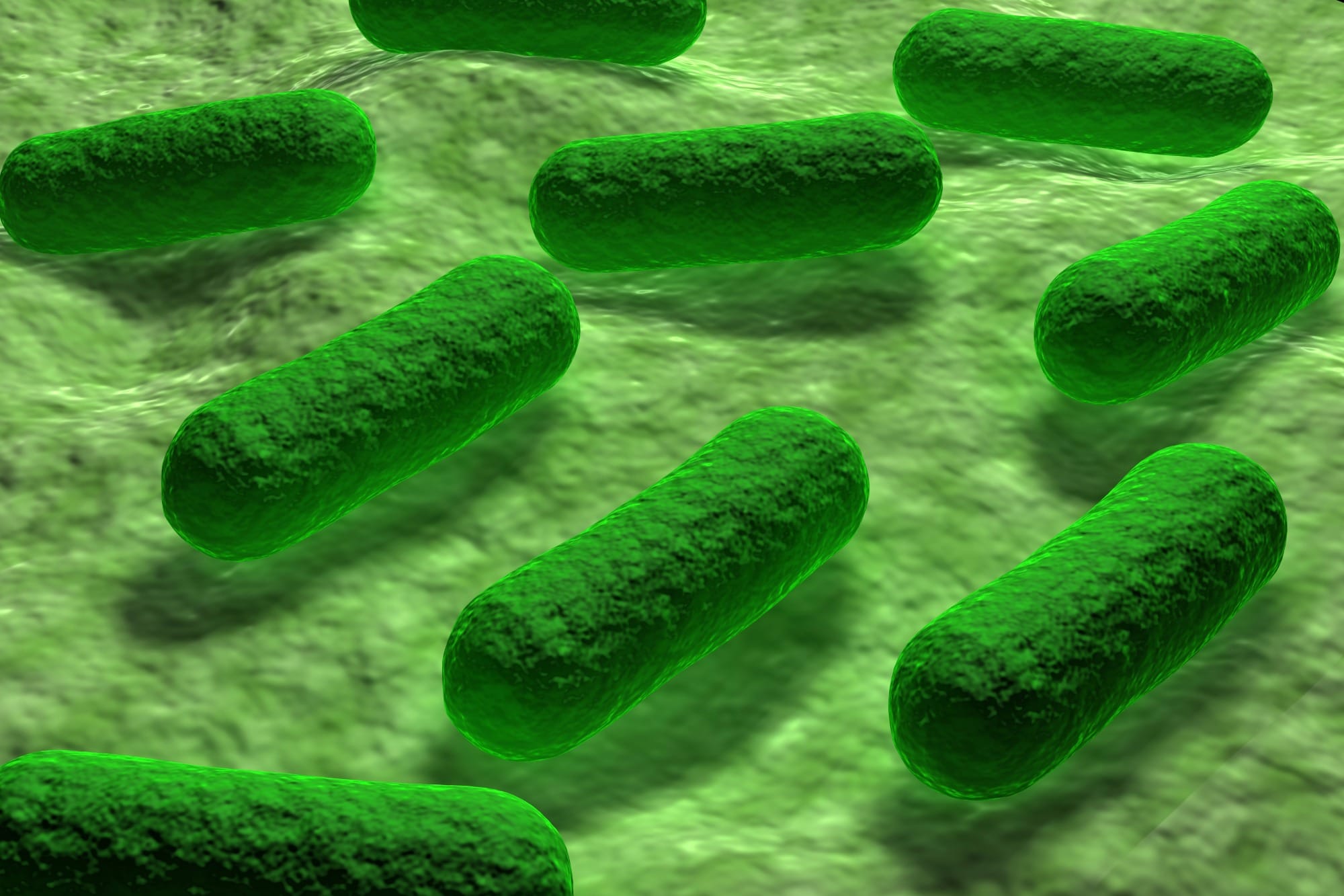 Carne de Peru é recolhida nos EUA devido contaminação com Salmonella Carne de Peru é recolhida nos EUA devido contaminação com Salmonella
