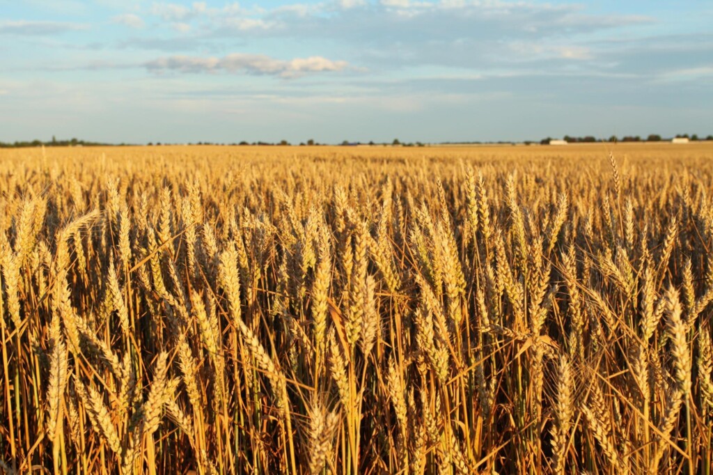 Por que matérias-primas alternativas para rações devem retornar à agenda da pesquisa em nutrição animal no Brasil?