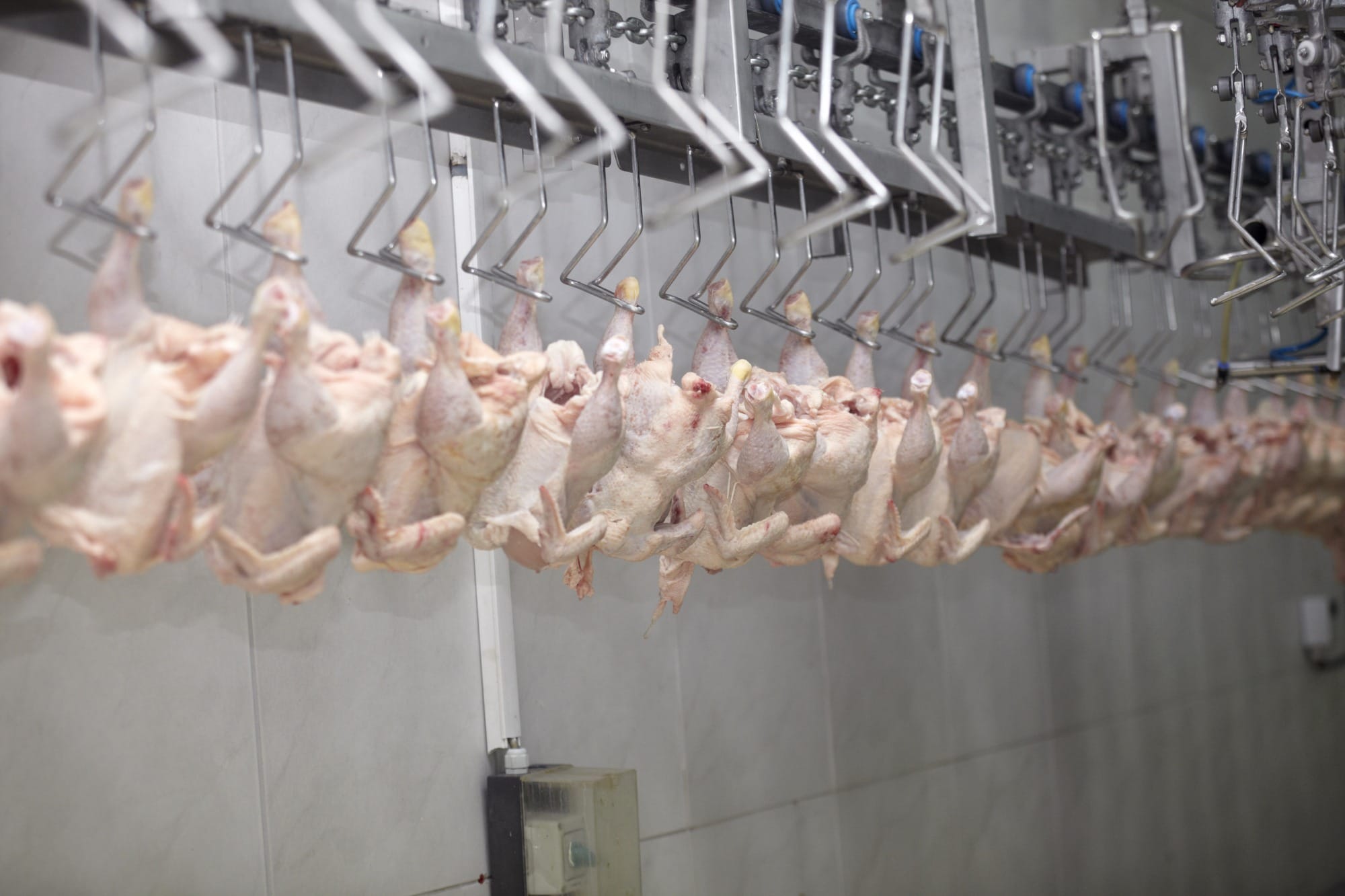 Exportação de frango para Arábia Saudita confirmada até junho