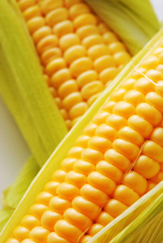 Governo britânico encaminha correspondência à Aliança Internacional do Milho sobre biotecnologia agrícola