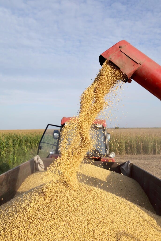 Soja: USDA estima produção mundial para a safra 23/24