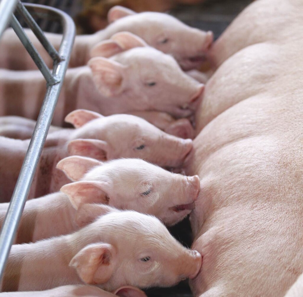 E se formulássemos duas dietas para porcas lactantes? – Por Lucas A. Rodrigues