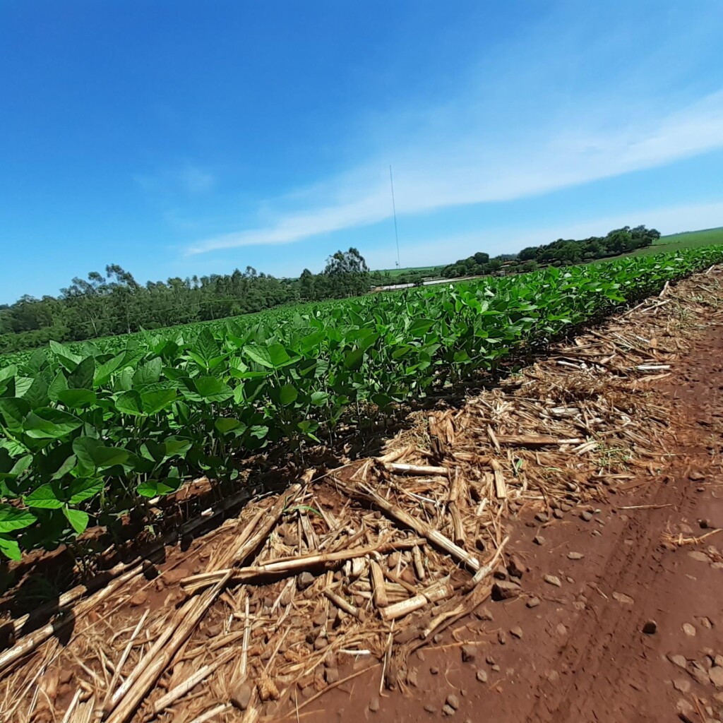 Região Oeste do Paraná é modelo em agricultura conservacionista