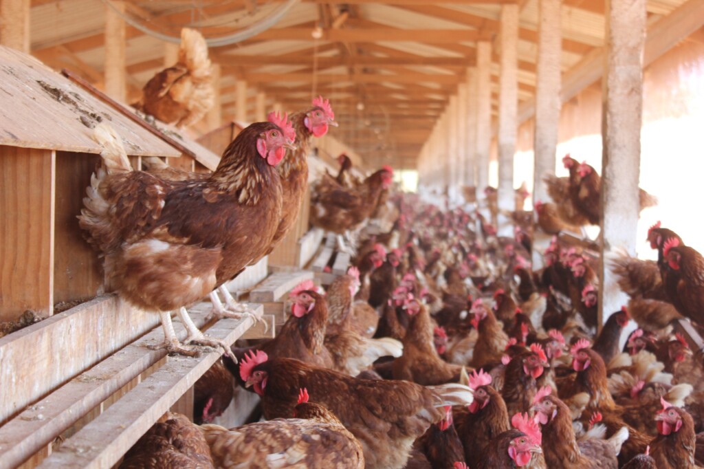 Veja como é a produção de ovos cage-free: galinhas poedeiras criadas livres de gaiolas