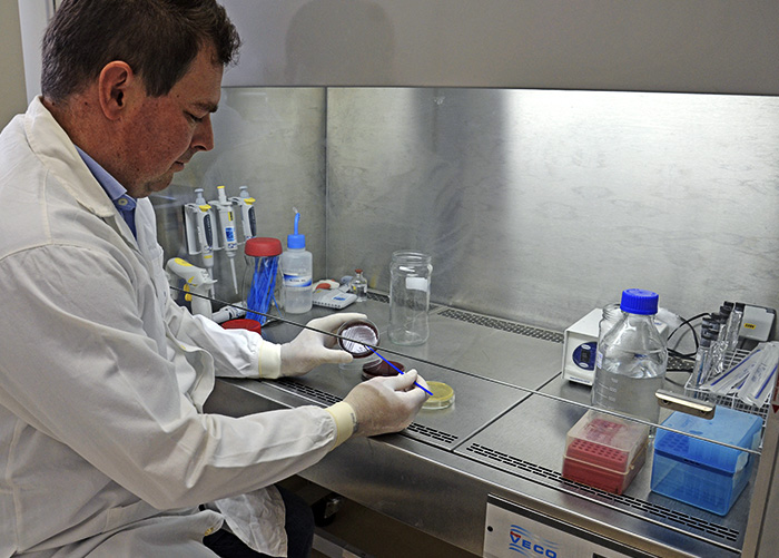 Pesquisadores desenvolvem vacina contra doença pulmonar suína