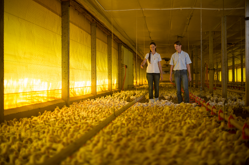 Cooperativa investe em unificação dos padrões e controle sanitário em aviários
