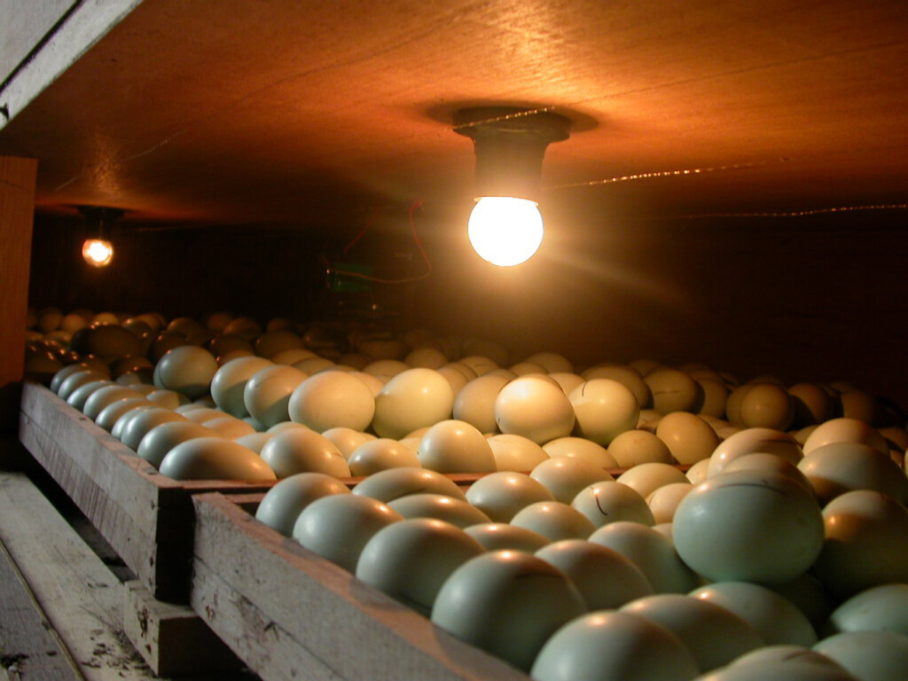 Paraná highlights in the export of fertile eggs and chicks
