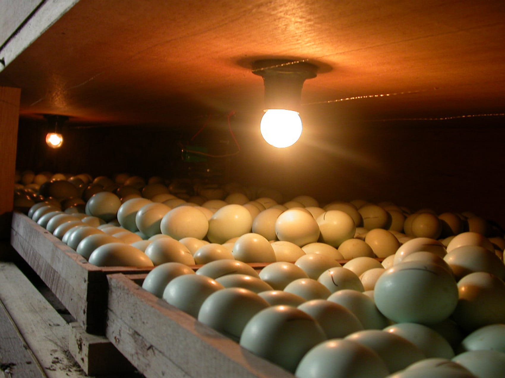 Paraná highlights in the export of fertile eggs and chicks Paraná highlights in the export of fertile eggs and chicks