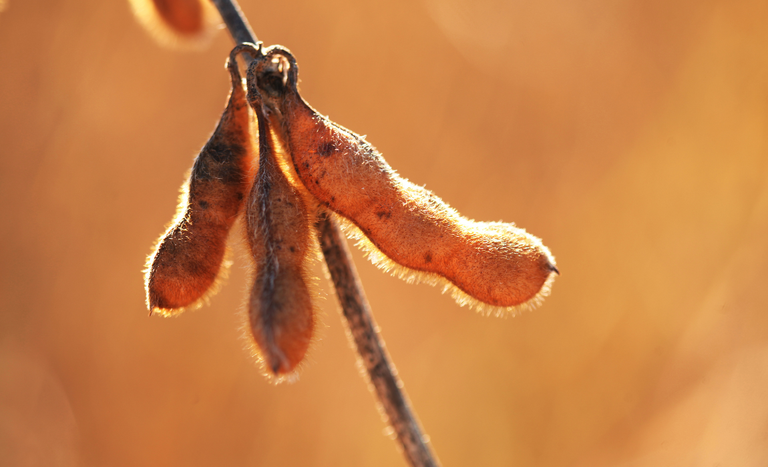 MAPA publica calendário de semeadura de soja para a safra 2023/2024
