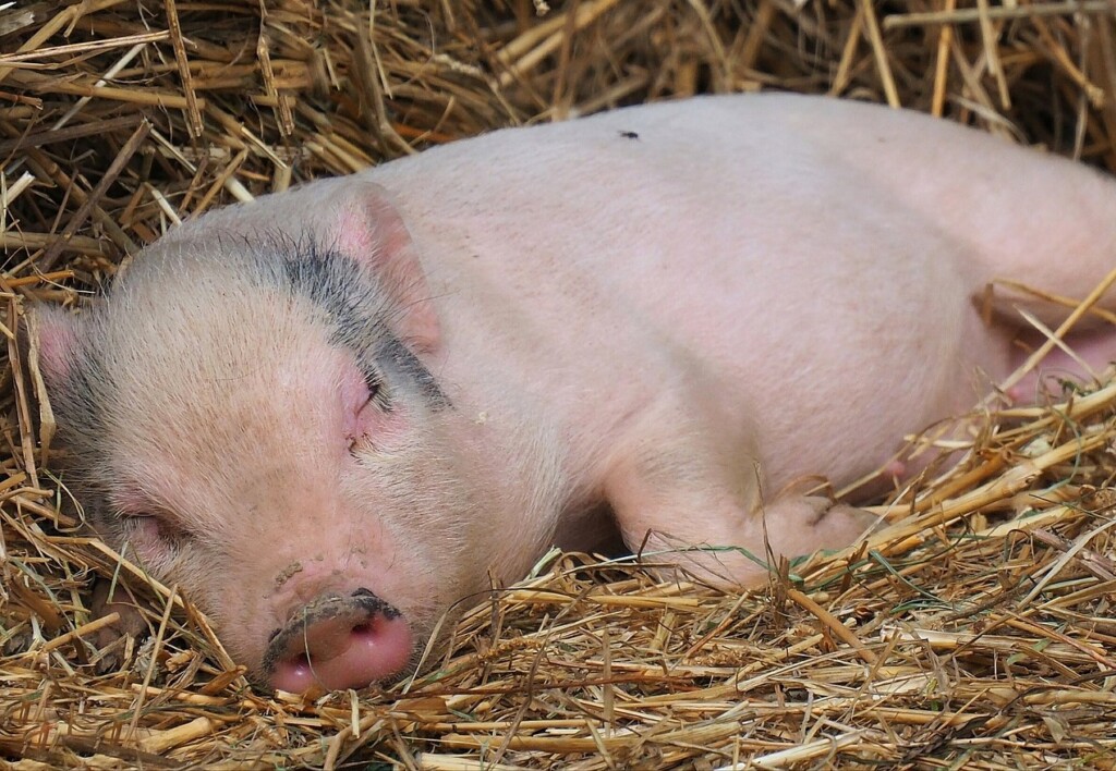 Brachyspira spp.: existe alguma influência da nutrição e do ambiente gastrointestinal na dinâmica dessa bactéria?