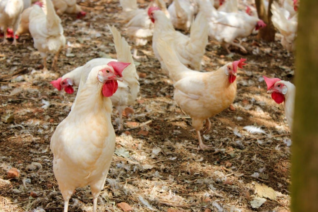 Vendas de ovos de galinhas criadas ao ar livre corre risco no Reino Unido