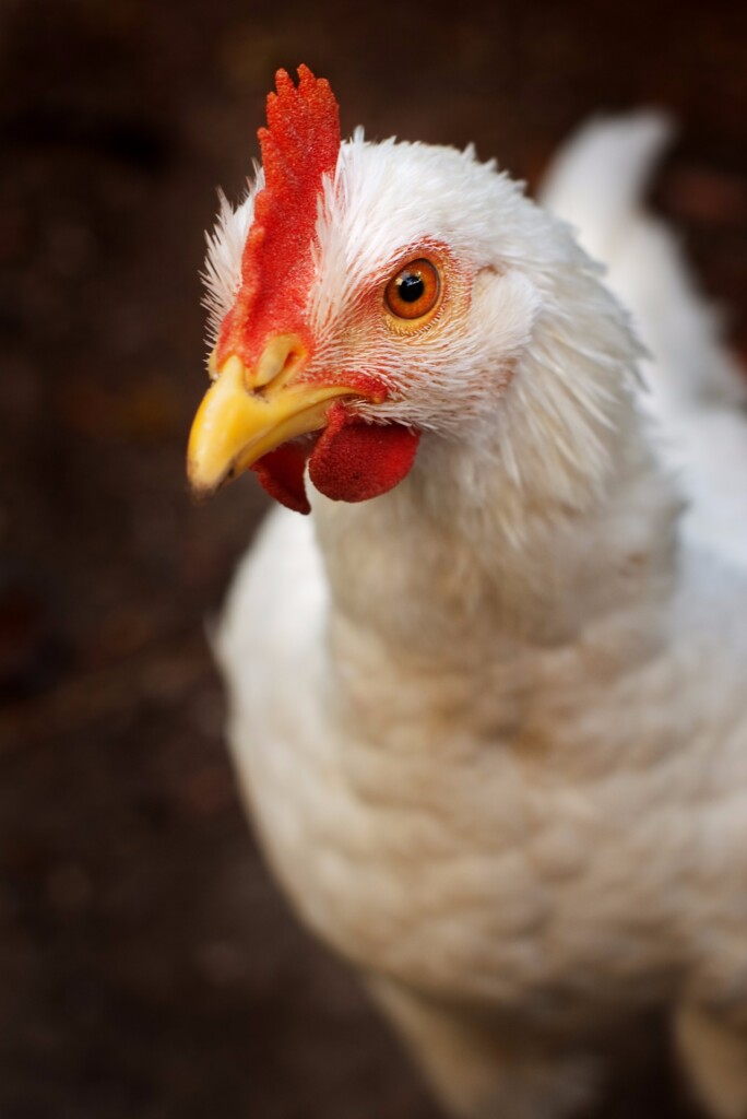 Coccidiose: fatores e mecanismos envolvidos no desenvolvimento de resistência