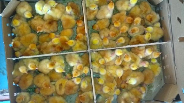 Programa “Pinto Caipira” beneficia famílias rurais no Rio Grande do Norte