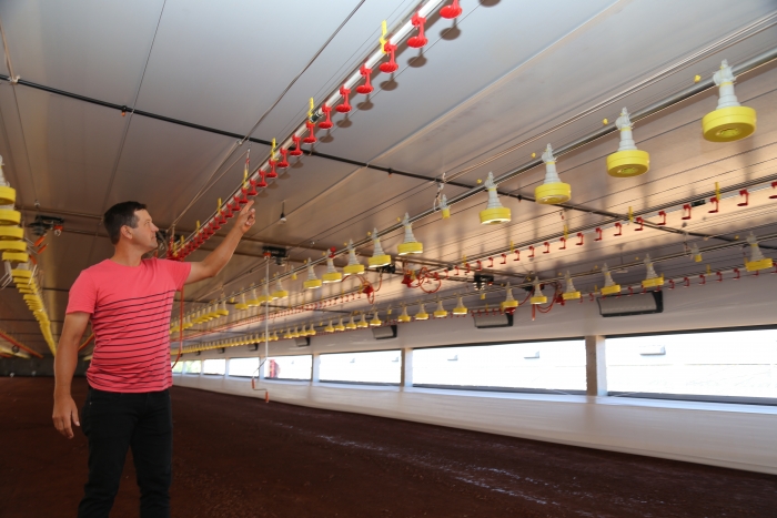 Avicultores buscam em cooperativas financiamento para investir no desenvolvimento da produção