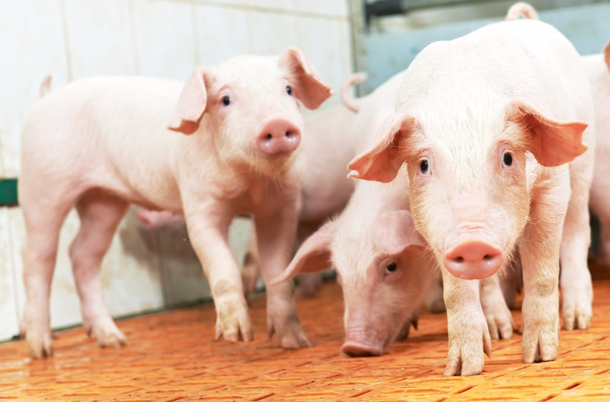 Variáveis sanguíneas de leitões na fase de creche alimentados com rações comerciais com diferentes probióticos