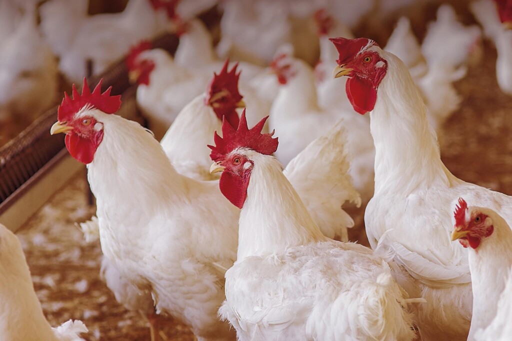 A vitamina E como um importante adjuvante no controle do estresse oxidativo em matrizes pesadas – por Juliana Batista