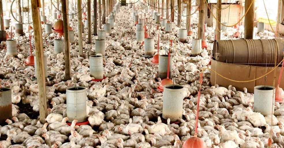 Abate de frangos registra alta no quarto trimestre de 2022