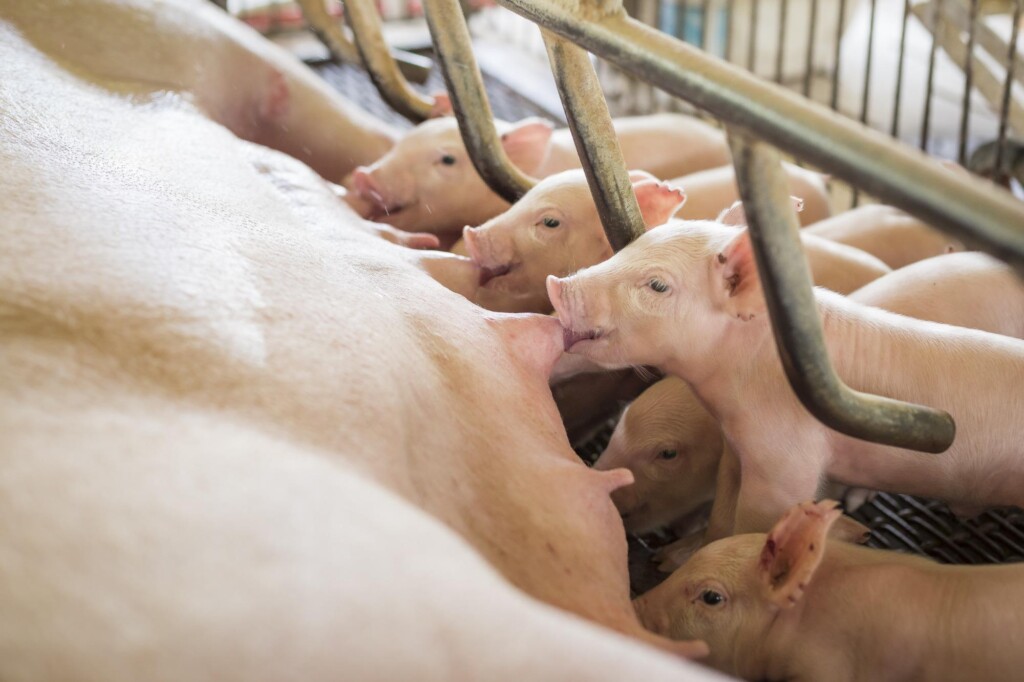 MSD Saúde Animal lança vacina trivalente PORCILIS EPL para imunização de suínos contra problemas reprodutivos