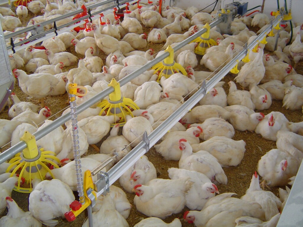 USDA revisa exportação de carne de frango 2022 para 13,5 milhões de toneladas