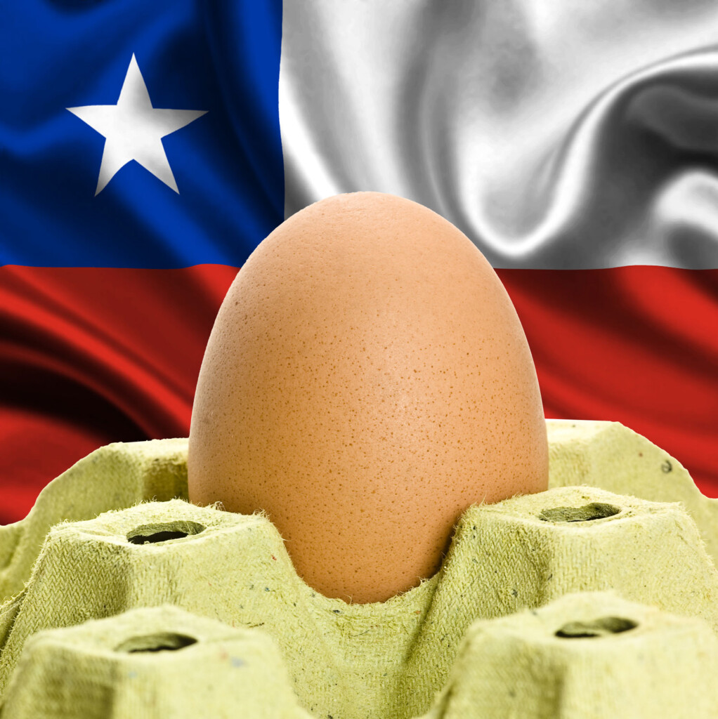 Chile tem potencial para se somar aos maiores importadores avícolas do Brasil