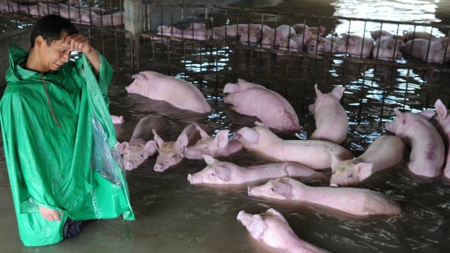 Enchentes na China podem elevar preços e importações de carne suína