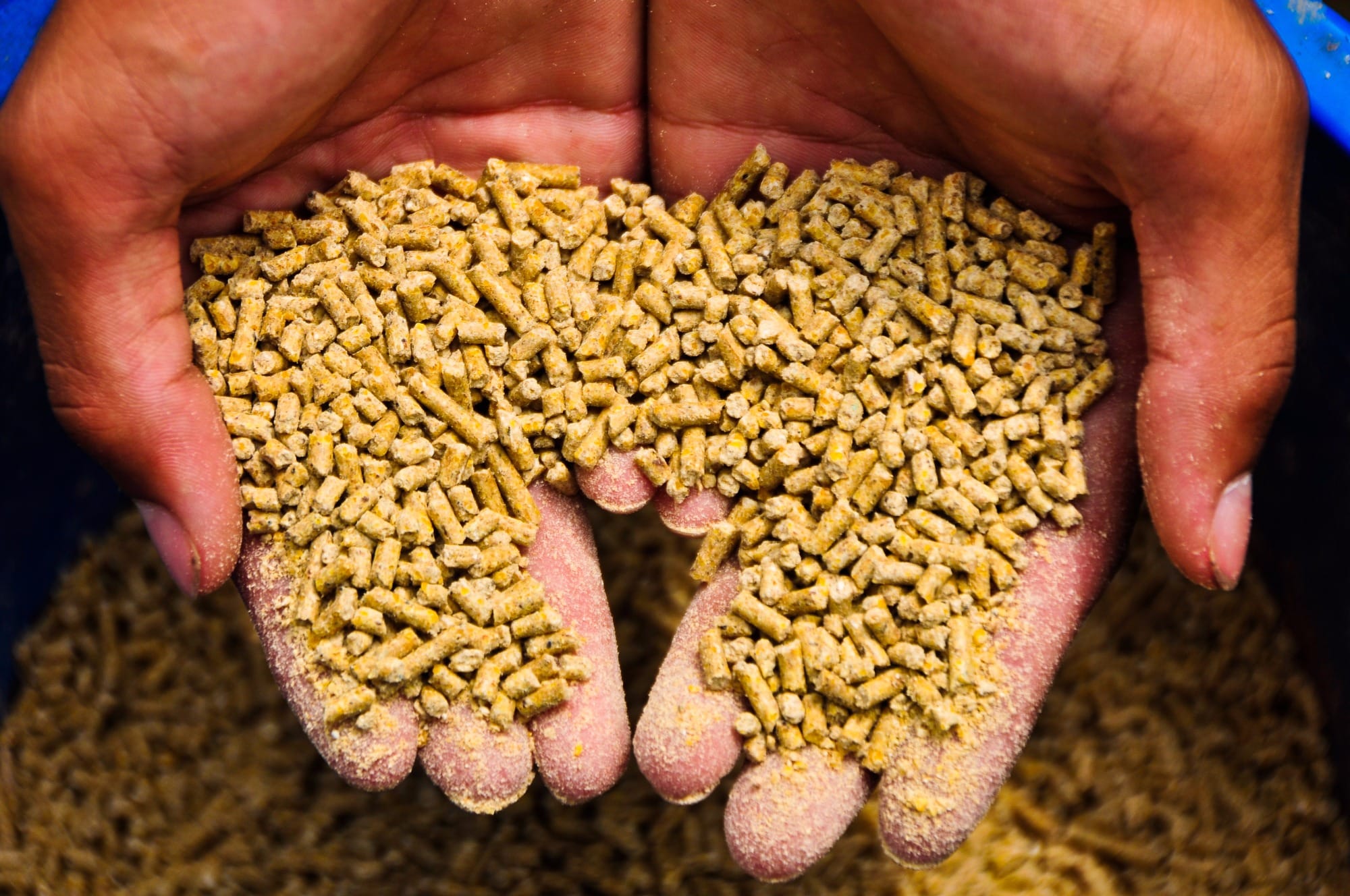 Nutrição de precisão: o novo caminho da produção animal