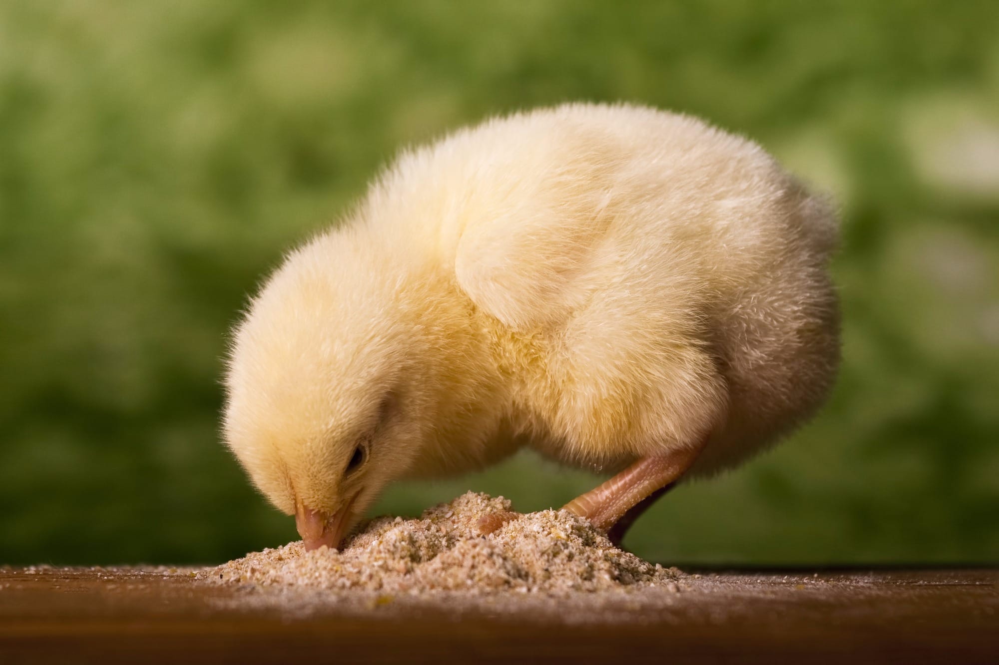 Sindirações prevê crescimento de 2% no setor de alimentação animal Sindirações prevê crescimento de 2% no setor de alimentação animal