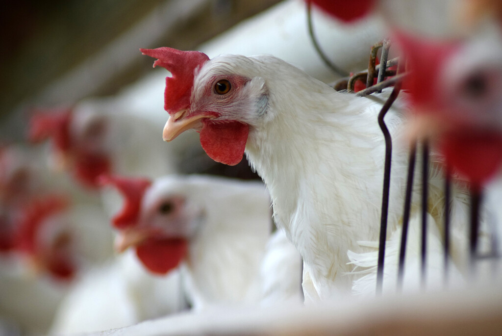 Coopeavi investe R$ 2,5 milhões em expansão de atividades avícolas