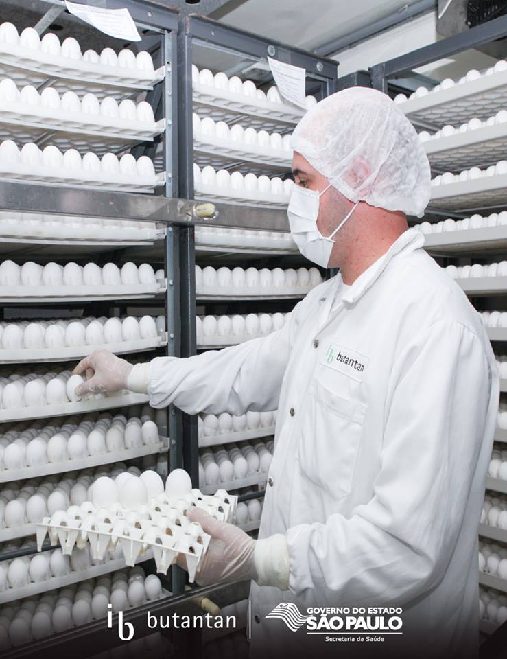 Instituto Butantan usará 60 milhões de ovos para fazer vacina da gripe