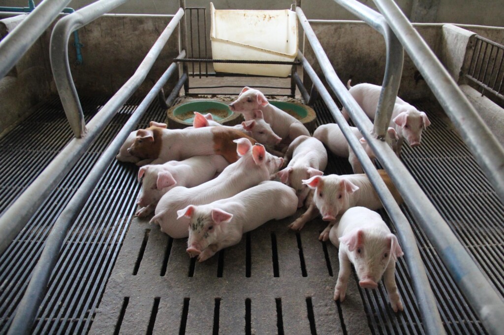 Desafios na transição alimentar de leitões da maternidade para a creche
