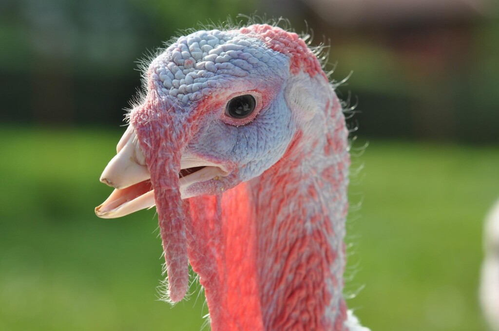 Brasil produziu 157,05 mil toneladas de carne de peru em 2021