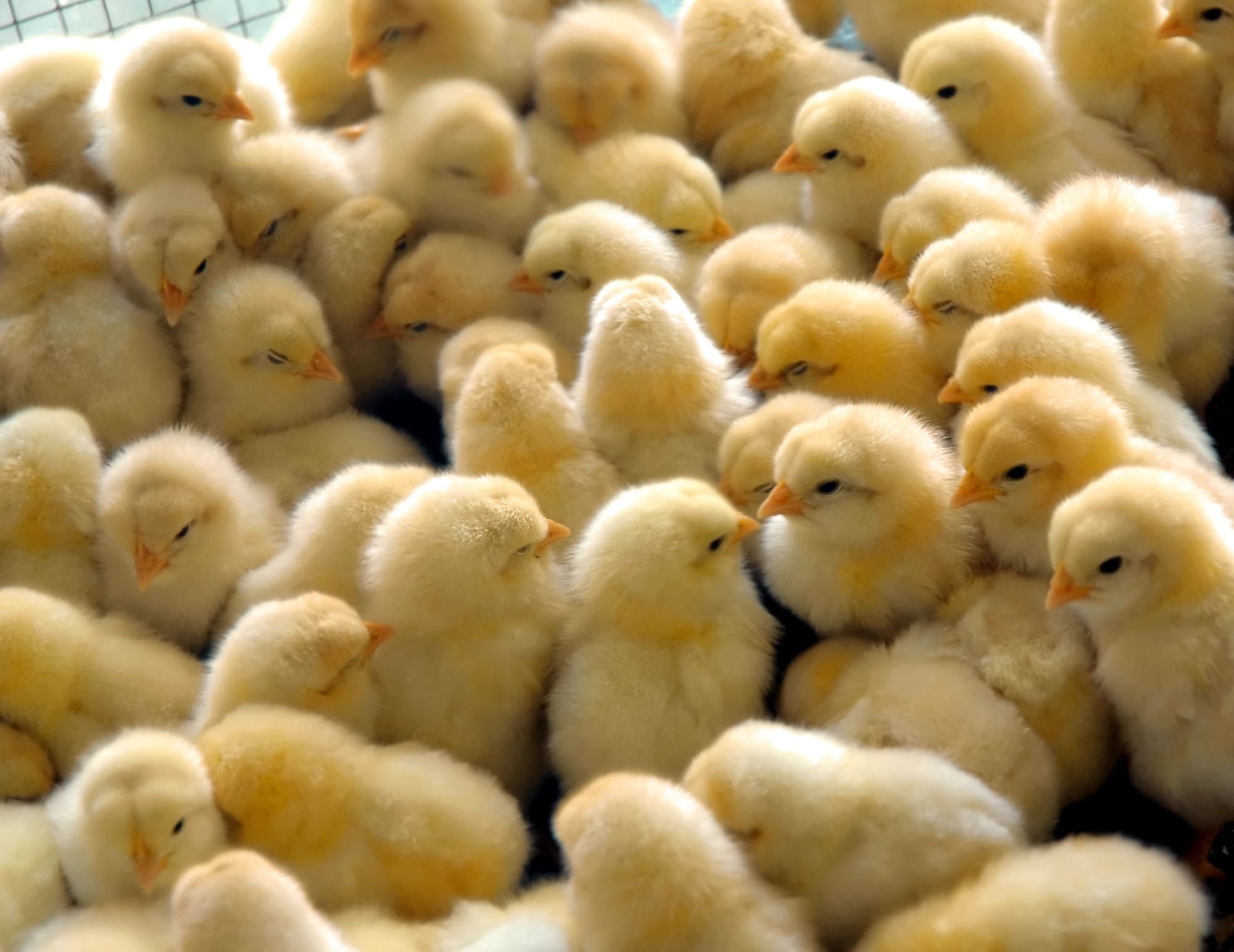 Brasil deverá produzir 6,16 bilhões de pintos de corte