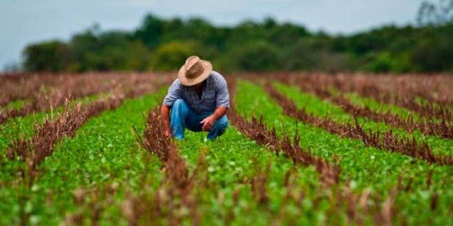 Desembolso do crédito rural tem aumento de 23,2% e chega a R$ 8,4 bi em julho
