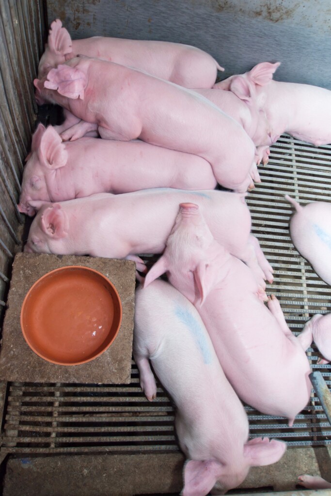 Preferência de suínos em relação a diferentes sistemas de resfriamento