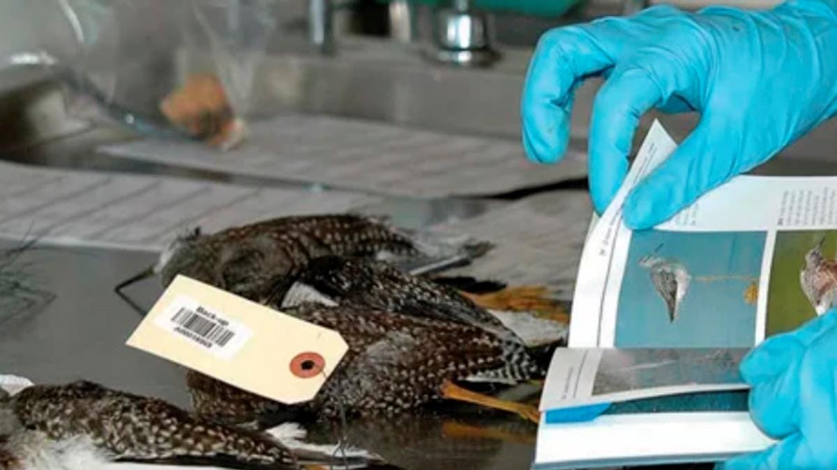 México relata caso de influenza aviária em aves silvestres