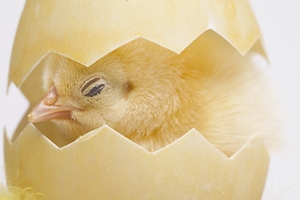 Pesquisadores suecos desenvolvem novo método de sexagem in ovo