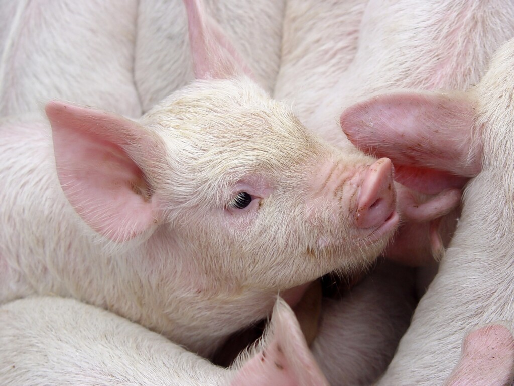 Cooperativa inaugura Escola de Suinocultura no Paraná