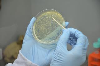 Pesquisas aperfeiçoam microrganismos para retirada de energia e produtos de biomassa