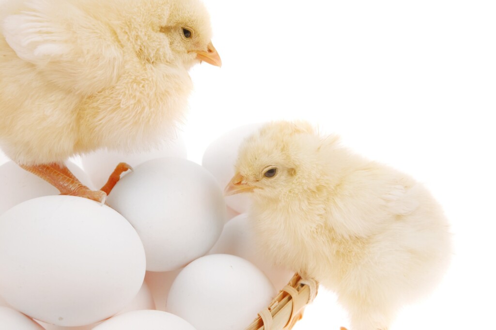 Brasil amplia acesso a mercados importadores de genética avícola