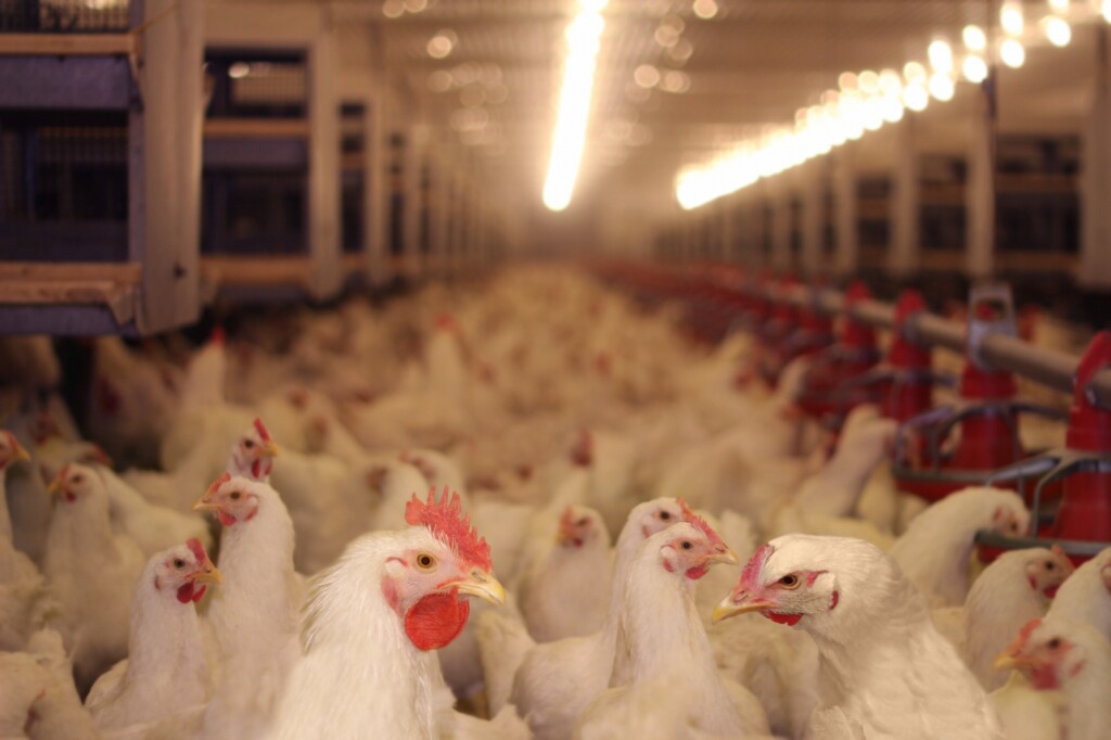 Em 41 anos produção de frango salta de 373 mil/t para 13,23 mi/t