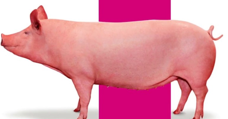 Inovação genética suína do Brasil é exportada para o Paraguai