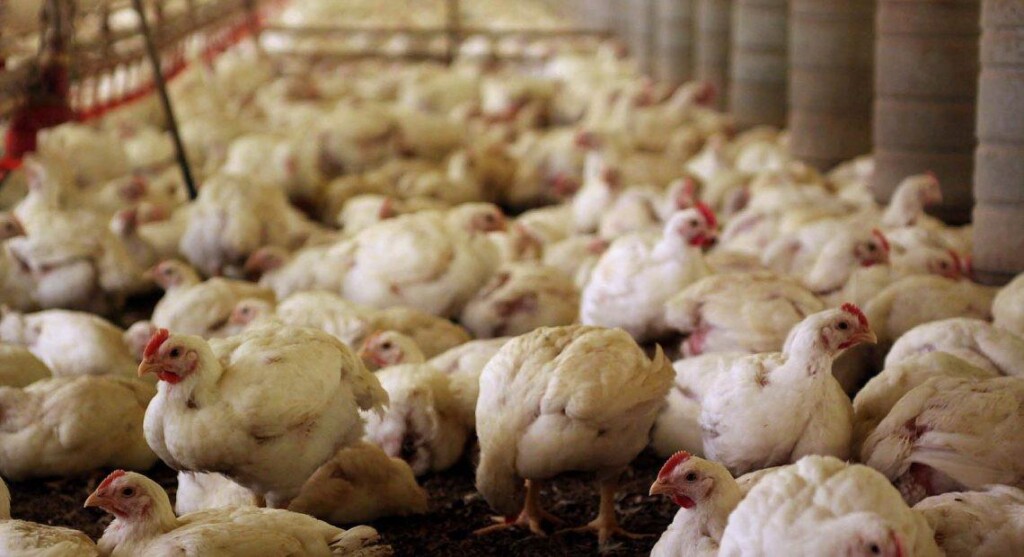Frango halal atinge marca de quase 800 mil toneladas embarcadas nos primeiros cinco meses de 2021