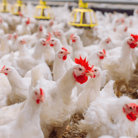 Casos de gripe aviária podem afetar preço do frango no mercado interno